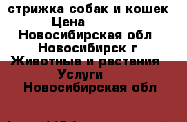 стрижка собак и кошек › Цена ­ 1 000 - Новосибирская обл., Новосибирск г. Животные и растения » Услуги   . Новосибирская обл.